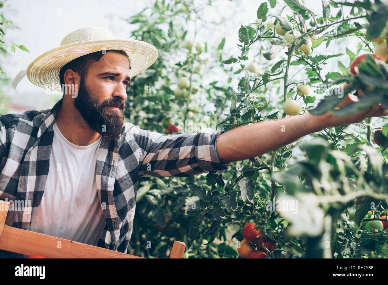 Male farmer picking fresh tomatoes from his hothouse garden Stock Photo