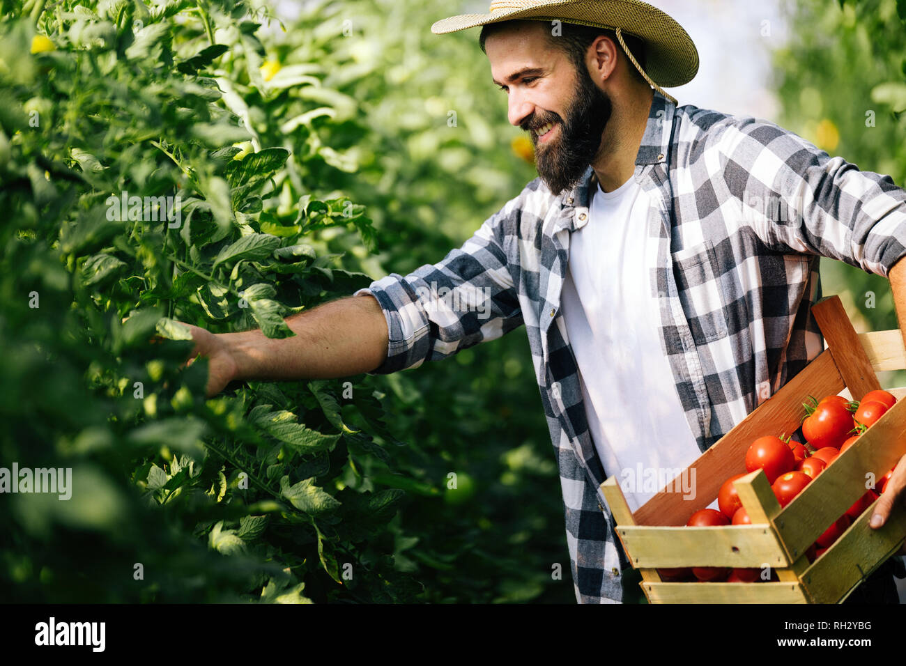 Male farmer picking fresh tomatoes from his hothouse garden Stock Photo ...