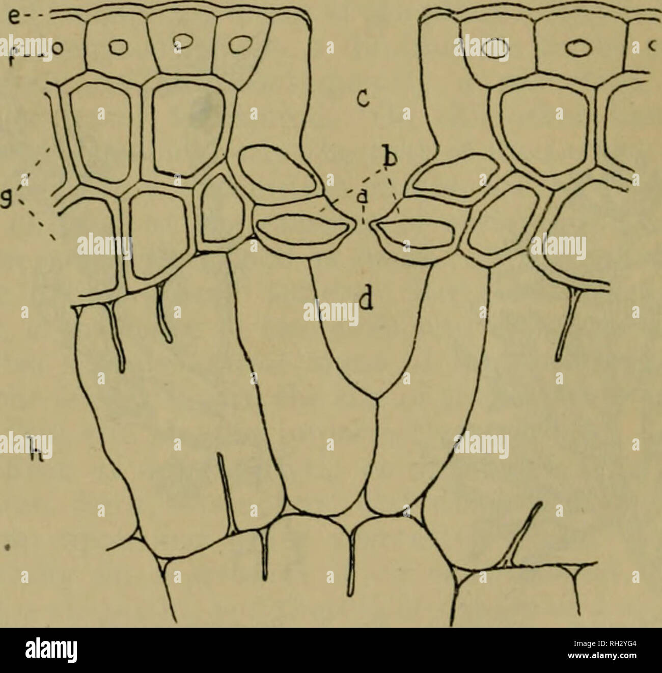 Pine leaf cuticle and epidermal cells hires stock photography and