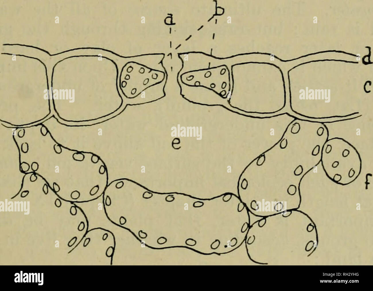 Hydathodes hi-res stock photography and images - Alamy