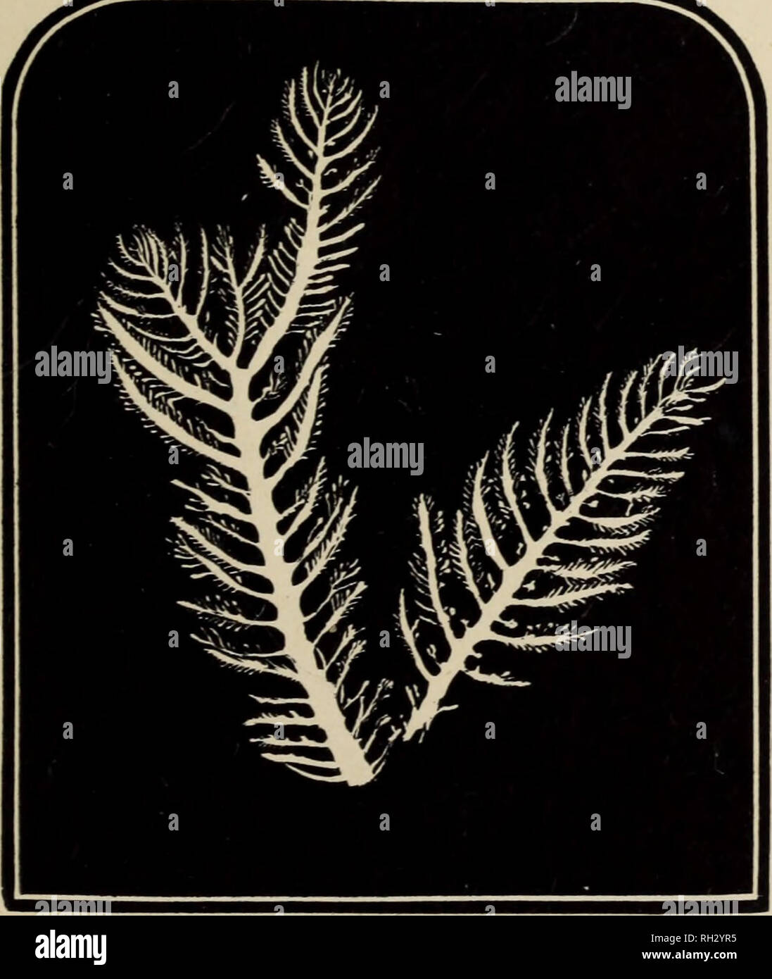 . British marine algae : being a popular account of the seaweeds of Great Britain, their collection and preservation. Marine algae. rr , iM$''i&amp;i' Fig. 185. Cevamiuni eclrionotum.. Fig. 186. Ptilota plumosa.. Please note that these images are extracted from scanned page images that may have been digitally enhanced for readability - coloration and appearance of these illustrations may not perfectly resemble the original work.. Grattann, W. H. London : The &quot;Bazaar&quot; Office Stock Photo