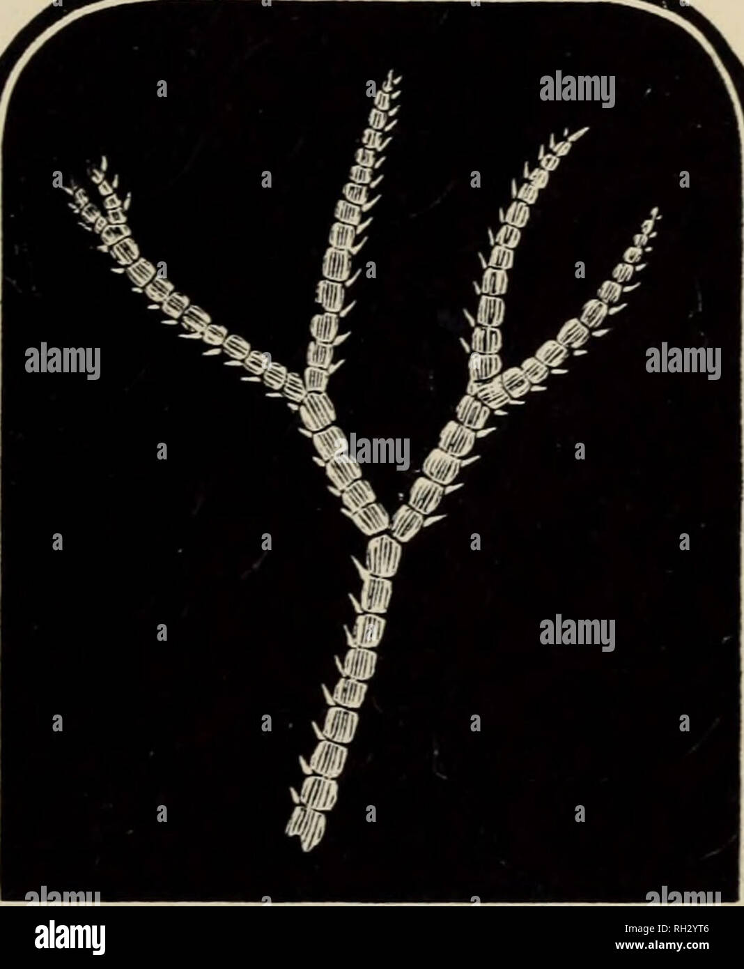 . British marine algae : being a popular account of the seaweeds of Great Britain, their collection and preservation. Marine algae. Fig. 181. Ceramium yracilhmum Fig. 182. Cei-amiumflalelligerurn,. Please note that these images are extracted from scanned page images that may have been digitally enhanced for readability - coloration and appearance of these illustrations may not perfectly resemble the original work.. Grattann, W. H. London : The &quot;Bazaar&quot; Office Stock Photo