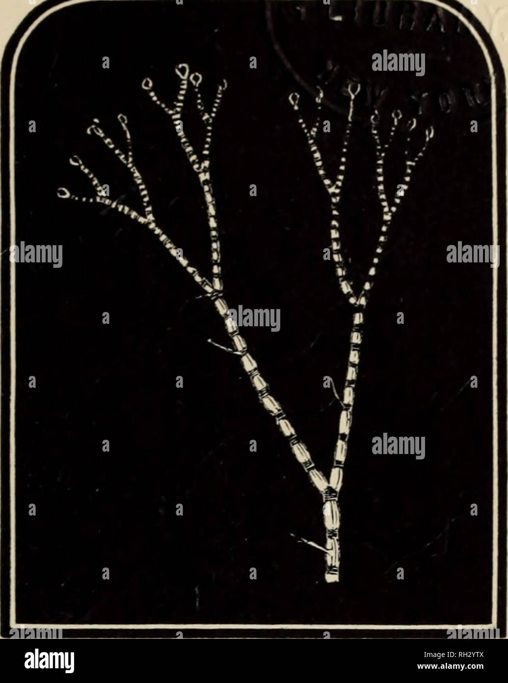 . British marine algae : being a popular account of the seaweeds of Great Britain, their collection and preservation. Marine algae. Fig. 179. Branch of Ceramium fastigiatum.. Fig. 180. Ceramium strictum.. Please note that these images are extracted from scanned page images that may have been digitally enhanced for readability - coloration and appearance of these illustrations may not perfectly resemble the original work.. Grattann, W. H. London : The &quot;Bazaar&quot; Office Stock Photo