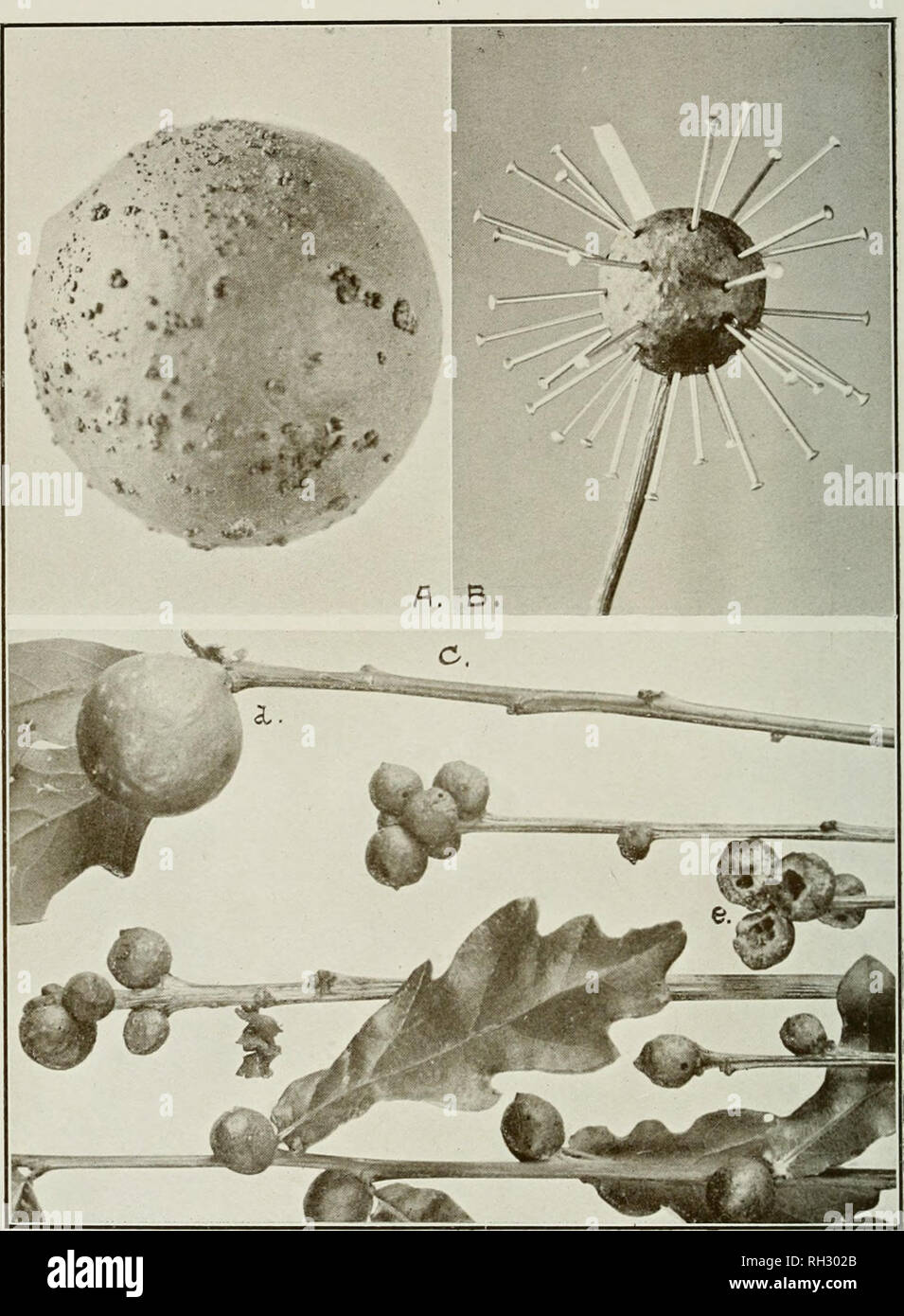 . British oak galls. Galls (Botany). PLATE XXXTX.. Galls caused by Ctnips Kollari. a. Attacked by the fungus Phoma GALLORUM. B. A Specimen from which thirty-two inqiiilines have emerged and one Ctnips Kollari ; their lioles are indicated by pins and a match stick respectively, c. Specimens tenanted by parasites and growth ai-rested thereby. d. A normal specimen for comparison, e. Sections showing larva cells. Specimen a x 2^. b and c nearly nat. size. Adlard ^- Son, Impr,. Please note that these images are extracted from scanned page images that may have been digitally enhanced for readability Stock Photo