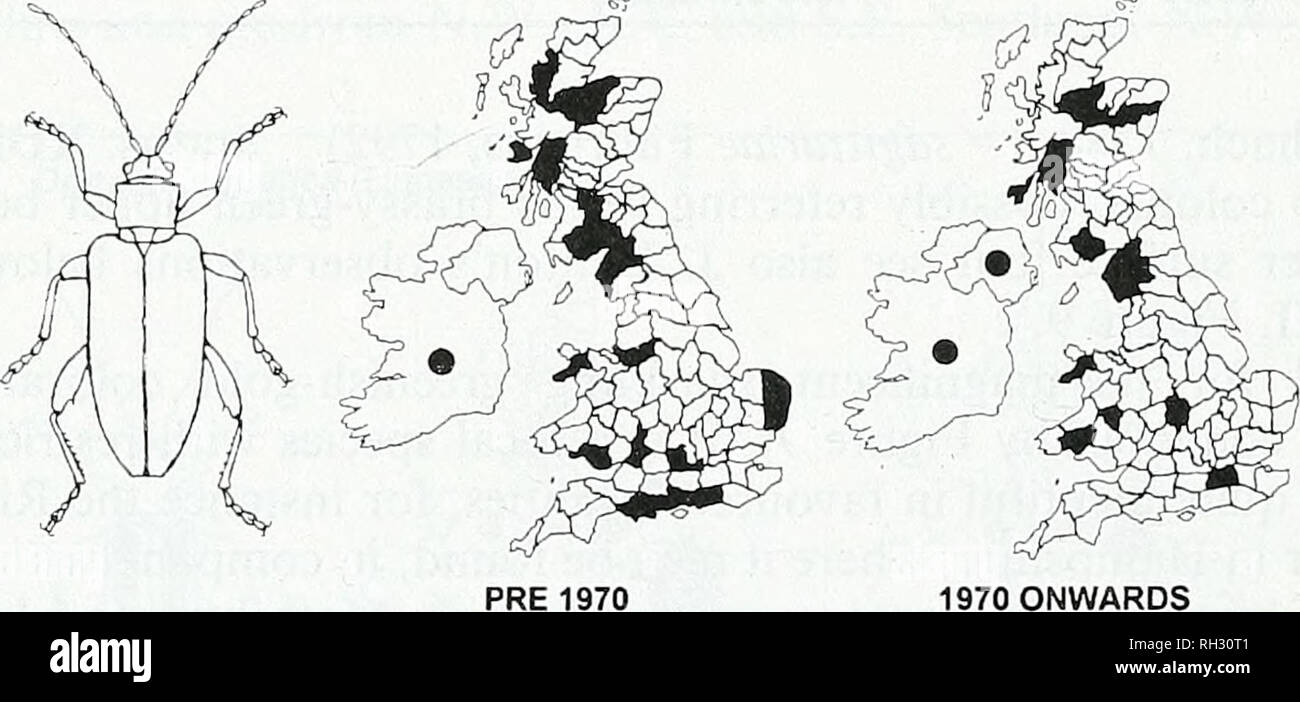 . British journal of entomology and natural history. Natural history; Entomology. VICE-COUNTY DISTRIBUTION. PRE 1970 (= 28): 3; 6; 9; 10; 11; 12; 14; 15; 16; 17; 18; 21; 23; 25; 26; 27; 29; 37; 38; 39; 41; 52; 55; 58; 59; 64; 67; 68. 1970 ONWARDS (= 3): ?; U; 17. 1970 ONWARDS 10. Donacia obscura Gyllenhal, 1813 Status: Notable A (Latin: obscura, dark, obscure; referring to the deep bronze dorsal colour of this species). L = 8.0-10.5 mm; Plate II, Figure 10. A uniformly dull chocolate-bronze coloured donaciine with well-marked hind- femoral teeth. The elytral impressions are less emphasized tha Stock Photo