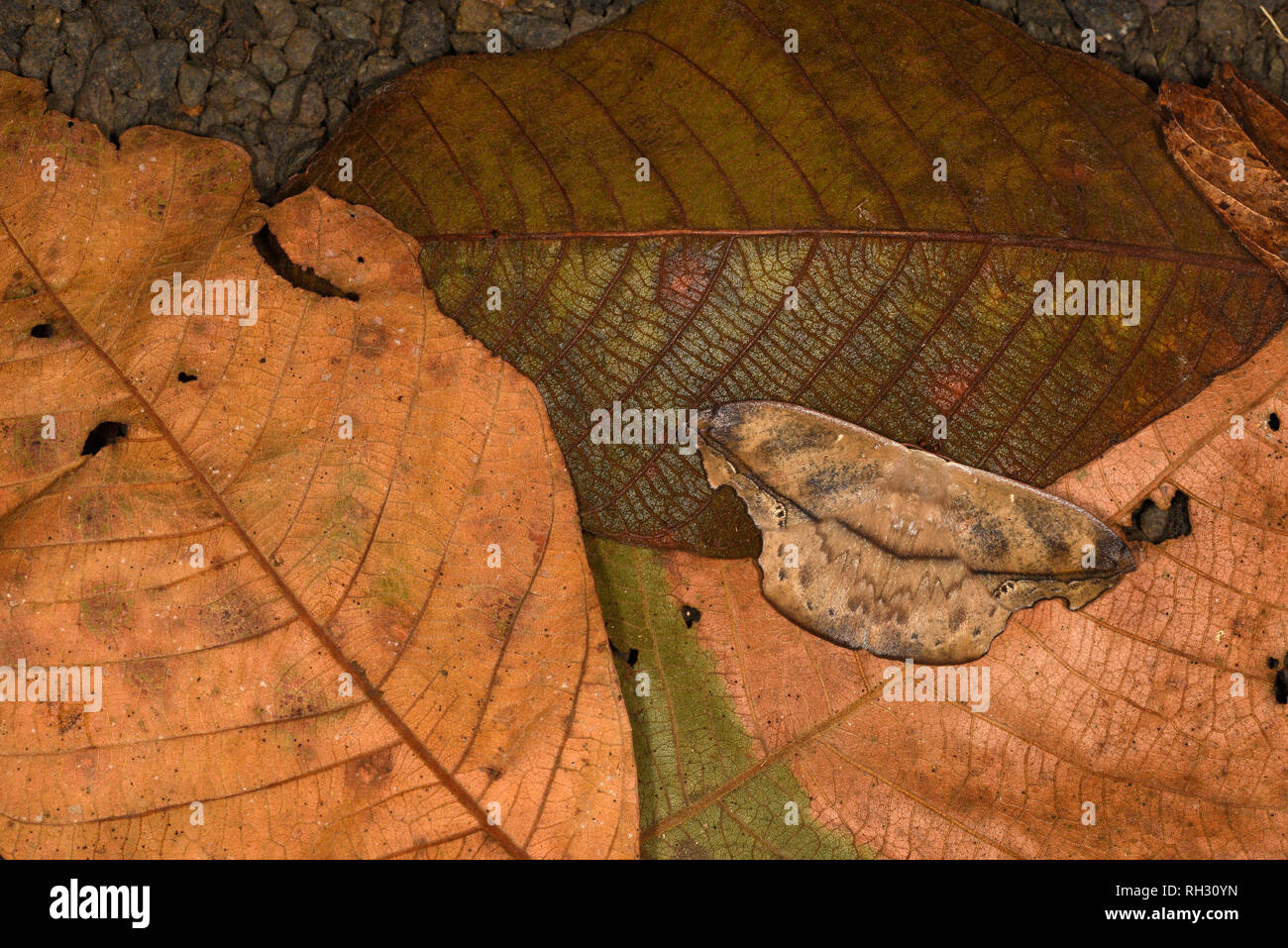 Dead Leaf Moth (Oxytenis naemia) adult at rest on dead leaves, Turrialba, Costa Rica, October Stock Photo