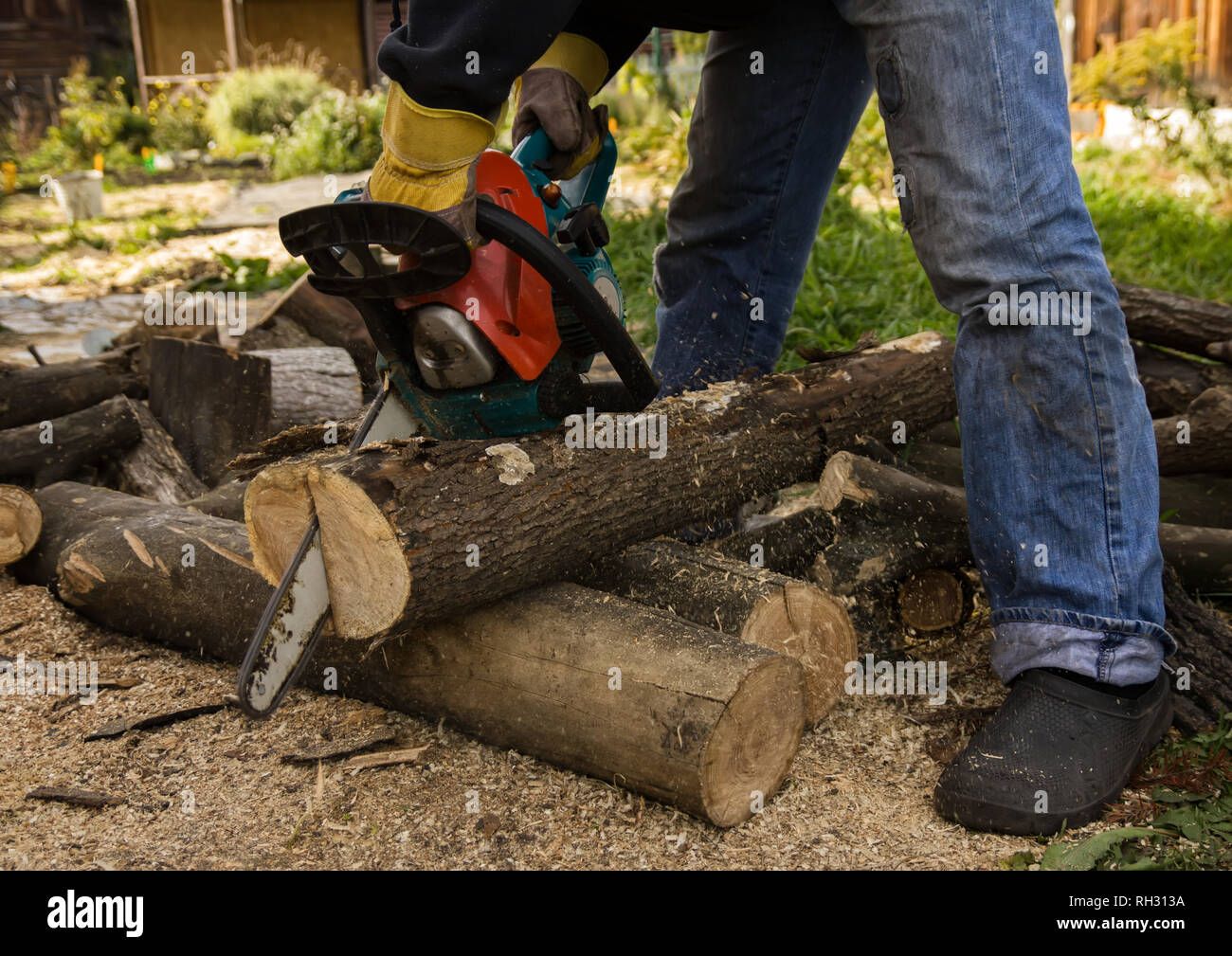 Lumberman using chainsaw sawing dry wood lying on ground Stock Photo