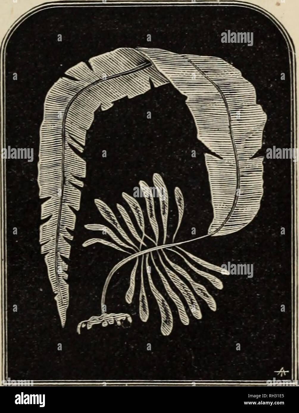 . British marine algae : being a popular account of the seaweeds of Great Britain, their collection and preservation. Marine algae. H (â A i HlI 1 5?Si A m |. Fig. 49. Chorda filum. 1'ig. 50. Alaria esculenta. months, from the time that the very minute seeds had vegetated on the newly cut sandstone rock. I have often observed instances equally. Please note that these images are extracted from scanned page images that may have been digitally enhanced for readability - coloration and appearance of these illustrations may not perfectly resemble the original work.. Grattann, W. H. London : The &qu Stock Photo