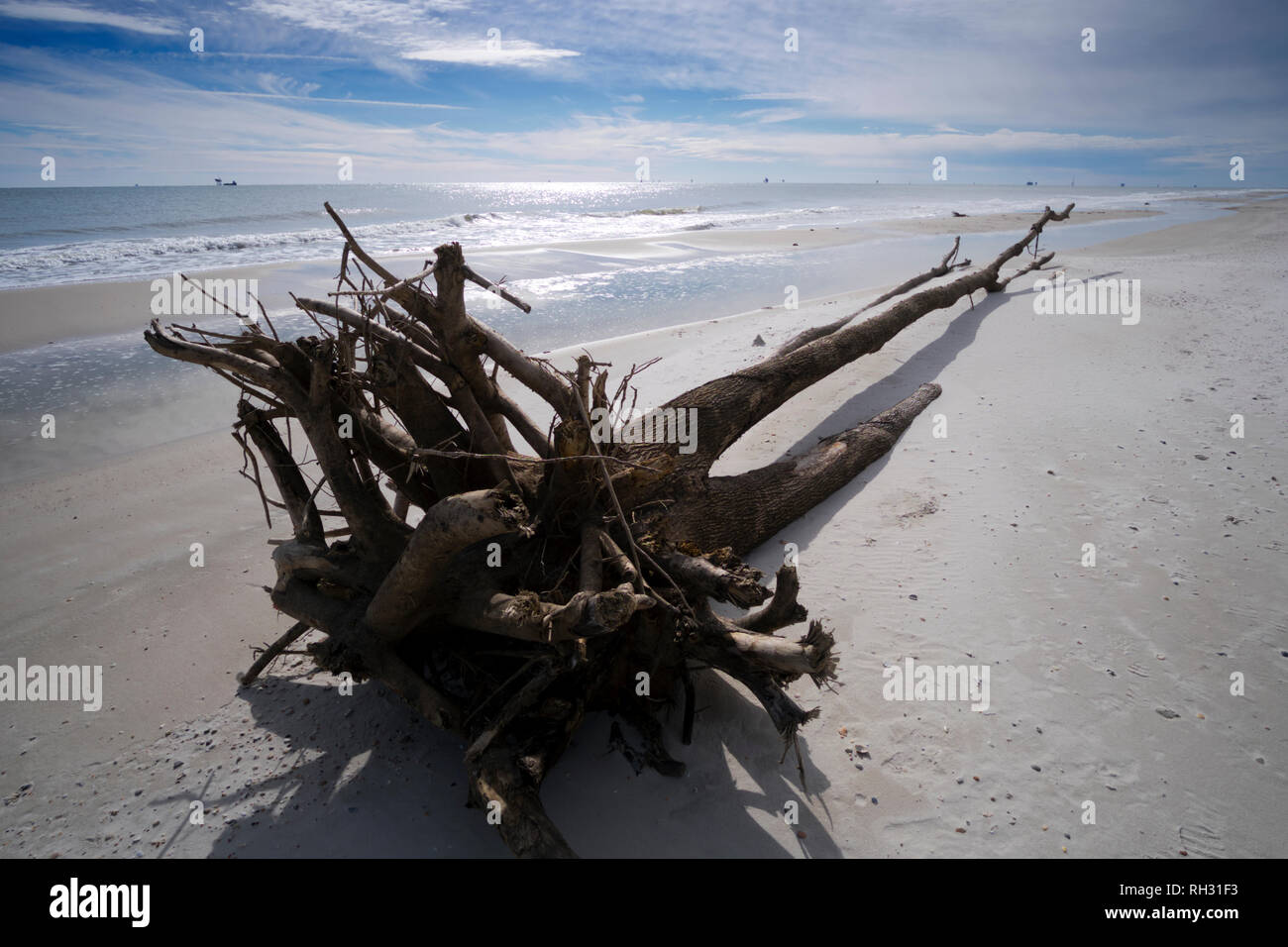 Log washed up on the beach at Fort Morgan, Alabama. Stock Photo