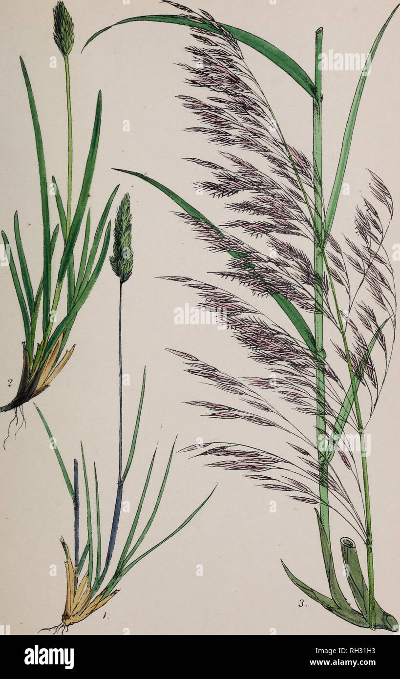 . British grasses : an introduction to the study of the Gramineae of Great Britain and Ireland. Grasses. XVI.. W.Iito^daL.eblah. Vincent Brooks Imp. l.Koeleria cristata. 2. Seslena caerulea. 3. Ar undo -tnr agmite s.. Please note that these images are extracted from scanned page images that may have been digitally enhanced for readability - coloration and appearance of these illustrations may not perfectly resemble the original work.. Plues, Margaret. London : Reeve &amp; co. Stock Photo