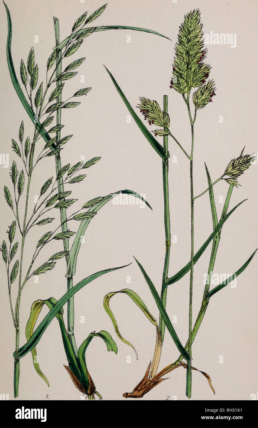 . British grasses : an introduction to the study of the Gramineae of Great Britain and Ireland. Grasses. XII.. &quot;WFitoKd&amp;L etMi Vincent Brooks. Imp. 1. Testae &amp; elatior . 2.D actylis glomerata.. Please note that these images are extracted from scanned page images that may have been digitally enhanced for readability - coloration and appearance of these illustrations may not perfectly resemble the original work.. Plues, Margaret. London : Reeve &amp; co. Stock Photo