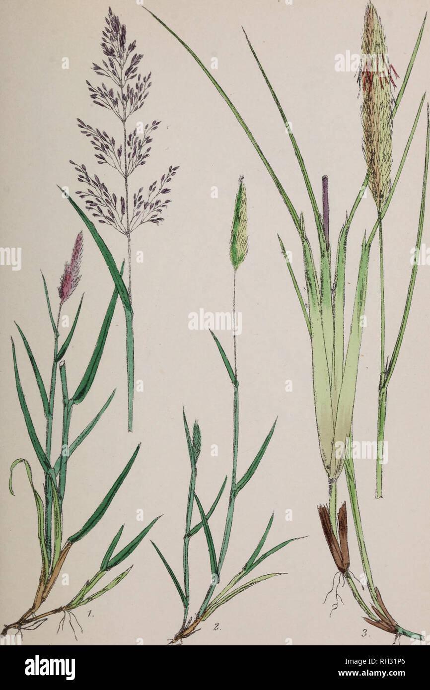 . British grasses : an introduction to the study of the Gramineae of Great Britain and Ireland. Grasses. Fitah 8A et lith Vincent Brooks. Imp AgrosLis aiba- 2 Gastridium Igndigerum. S.Psamma arenaria. Please note that these images are extracted from scanned page images that may have been digitally enhanced for readability - coloration and appearance of these illustrations may not perfectly resemble the original work.. Plues, Margaret. London : Reeve &amp; co. Stock Photo