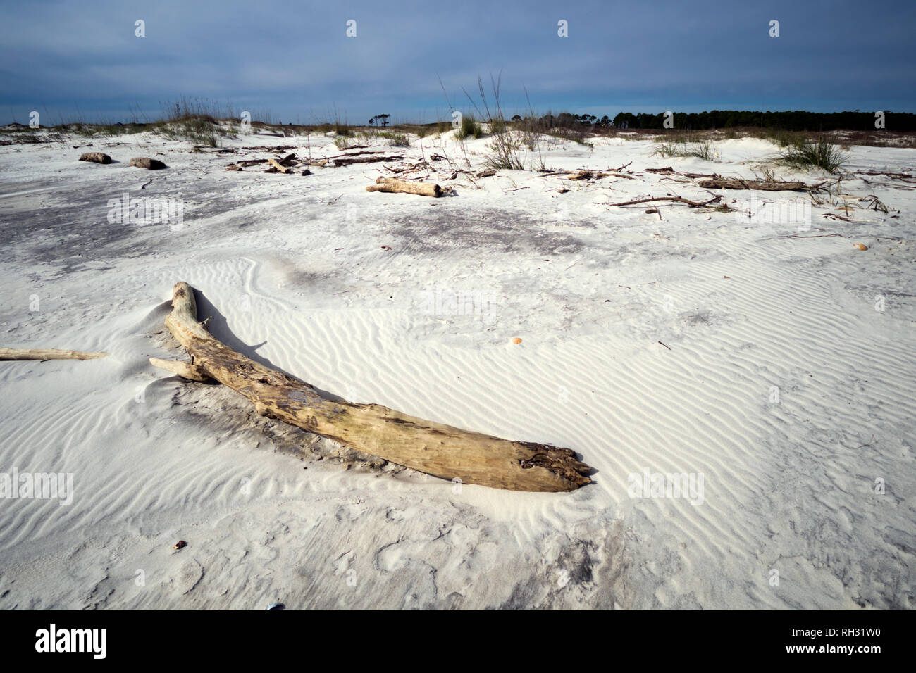 Driftwood washed up on the beach near Fort Morgan, Alabama. Stock Photo