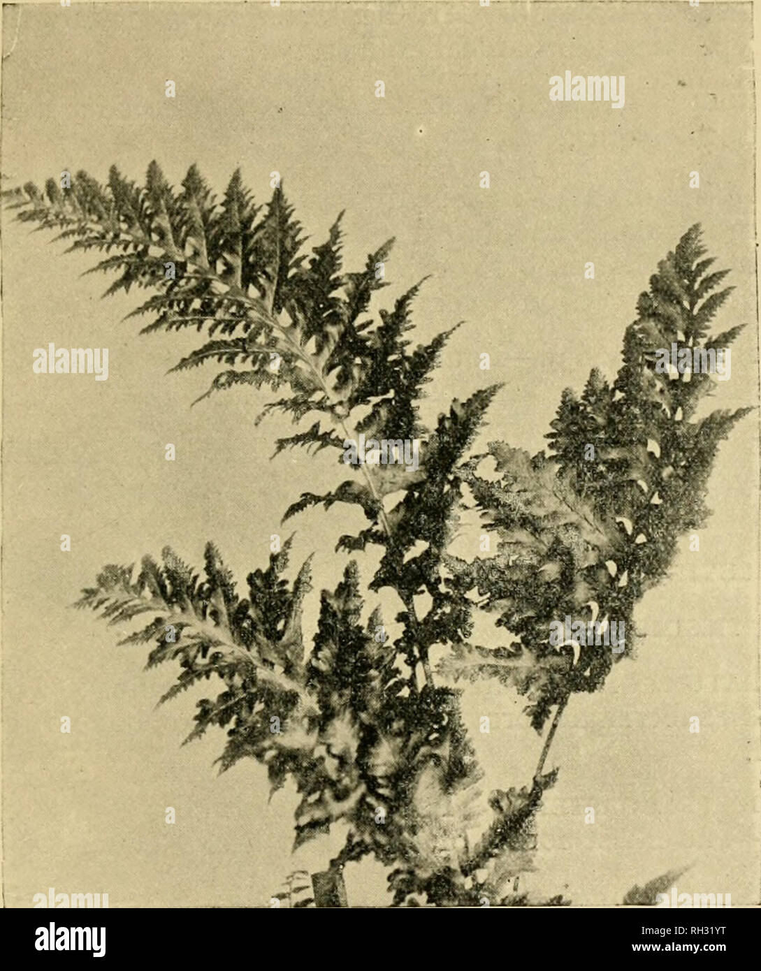 . British ferns and their varieties. Ferns. THE POLYPODIES 179. Fig. 202. P. V. cainb. Hadwinii. C. Barrowii, c. Hadwinii (Fig. 202), c. Oakley.e, c. Prestonii (Appendix No. XLIV).—These are all quite distinct forms of Cam- briciim, and very beautiful ; Barroimi is a robust grower with longer and more acutely pointed divisions than Cambricum, and Prestonii is much denser in make ; Hadwinii is a narrow form with blunter divisions, and Oakleyce a smaller grower than the others ; all are perfectly barren. CoRNUBiENSE.—Found in Cornwall by Mr. White and others, as a result of which it has been als Stock Photo