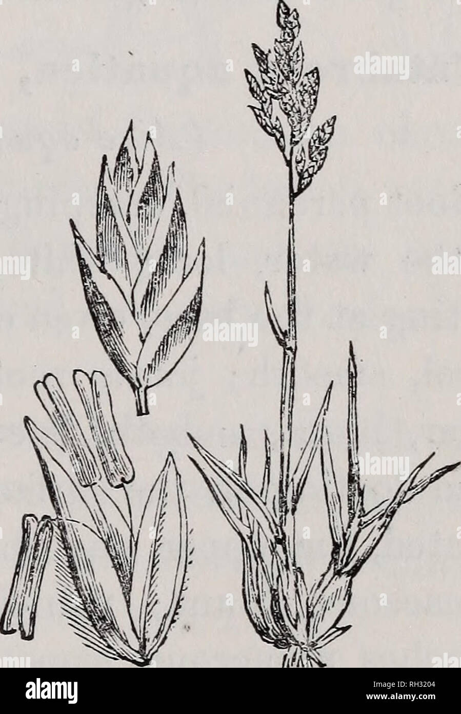 . British grasses : an introduction to the study of the Gramineae of Great Britain and Ireland. Grasses. POA. 285 longer than its leaf; ligule prominent and acute; panicle oblong, spike-like, or slightly spreading, only a little more than an inch long; raehis somewhat zigzag, branches rough, alternate, generally in pairs; spikelets ovate, green or purplish, three-or four-flowered ; outer glumes equal, three- ribbed, pointed, keeled; the keels toothed on the upper part, webbed; flowering glumes also pointed and keeled, five-ribbed, the central and marginal ribs hairy, the inter- mediate ones na Stock Photo