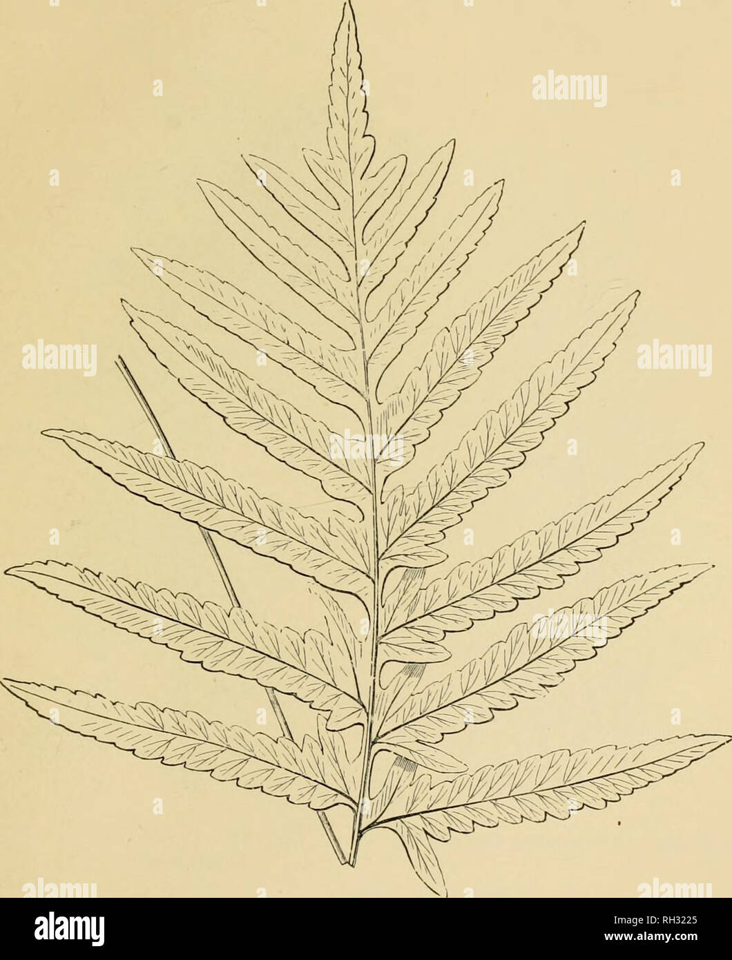 . British ferns and their varieties. Ferns. THE polypodip:s 17':. FJg&gt; I97' f- 7'. anrilunt. AuRiTUM (Fig. 197).—Found in several places, it is distinguished by longer pinnae, with bluntly toothed edges, and a pair of distinctly elongated lobes on each pinna next the midrib.. Please note that these images are extracted from scanned page images that may have been digitally enhanced for readability - coloration and appearance of these illustrations may not perfectly resemble the original work.. Druery, Chas. T. (Charles Thomas), 1843-1917. London : G. Routledge and Sons, Limted ; New York : E Stock Photo