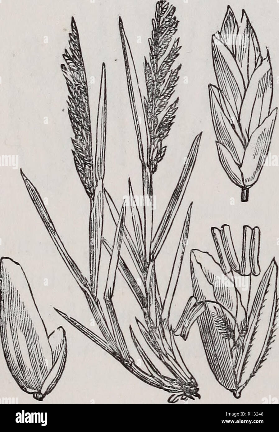 . British grasses : an introduction to the study of the Gramineae of Great Britain and Ireland. Grasses. 266 BRITISH GRASSES. 5. Poa procumbens, Curt. Procumbent Poa. Root annual; stem decumbent, round, smooth, slender, from six inches to a foot in length; leaves flat, ribbed, rough on the inner surface, smooth behind, acute; upper sheath longer than its leaf; panicle lanceolate, dense, turned one way, compound; rachis and branches rough, round, never deflexed; spikelets linear, cylindrical, containing about five florets ; outer glumes very small indeed ; flower- ing glumes five-ribbed, the ce Stock Photo