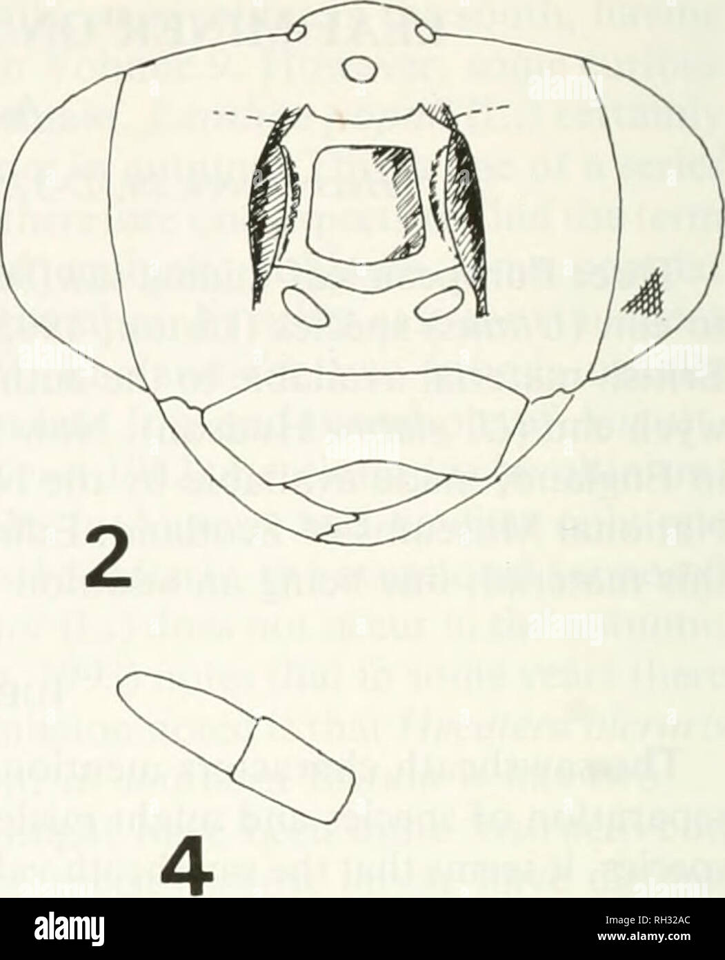 . British journal of entomology and natural history. Natural history; Entomology. Figs 1 and 2. Head viewed from front to show form of frons in 1: Kaliofenusa carpinifoliae; 2: K. ulmi. Figs 3 and 4. Apical flagellar segments of 3: K. carpinifoliae; 4: K. ulmi. Material examined Kaliofenusa carpinifoliae Liston England: 1 female, Sudbury, Suffolk, 1919(Harwood, Natural History Museum— NHM); 1 female, Badingham, Suffolk, 5.vii.l927 (R. B. Benson, NHM): 4 females, Wimborne, Dorset, 10.v. 1936 (B. Rings, NHM); 1 female, Colchester, Essex (Harwood, NHM); 1 female, Reading, Berks., ex mine on Ulmus Stock Photo