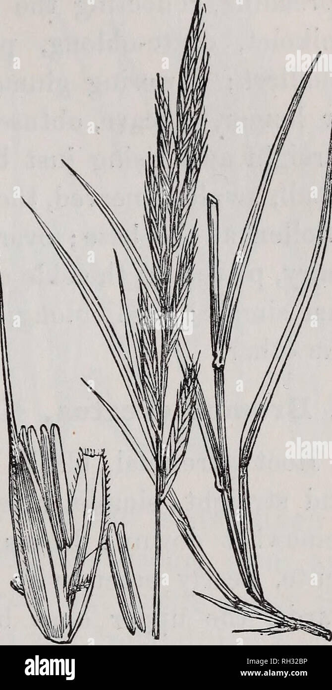 . British grasses : an introduction to the study of the Gramineae of Great Britain and Ireland. Grasses. FESTUCACEJS. 221 Yorkshire, and Cumberland. It is also a native of Nor- way, Sweden, France, Germany, Italy, Spain, Portugal. It flowers in July. Dr. Parnell describes five varieties of this grass :— Br achy podium pinnatum var. gracile. Slender Up- right Wheat-grass. Very slender in form, with shorter spikelets, branching root, and long awns. It is found in Kent. Brachypodium pinnatum var. ccespitosum. Clustered Upright Wheat-grass. This has narrower leaves and short awns. It loves chalky  Stock Photo