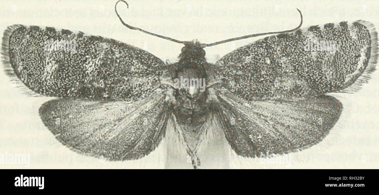 . British journal of entomology and natural history. Natural history; Entomology. BR. J. ENT. NAT. HIST., 7: 1993 1 A RECORD OF CYDIA INJECT/VA (HEINRICH) (LEPIDOPTERA: TORTRICIDAE) FROM NORTH ABERDEENSHIRE K. R. Tuck The Natural History Museum, Cromwell Road, London SW7 5BD AND M. R. Young University of Aberdeen, Tillydrone Avenue, Aberdeen AB9 2TN. In December 1992 Mr Michael Innes found two live adults of a tortricid moth in his home in Peterhead, North Aberdeenshire (vice-county 93). He collected one of these and subsequently it was identified at The Natural History Museum, London, as bein Stock Photo