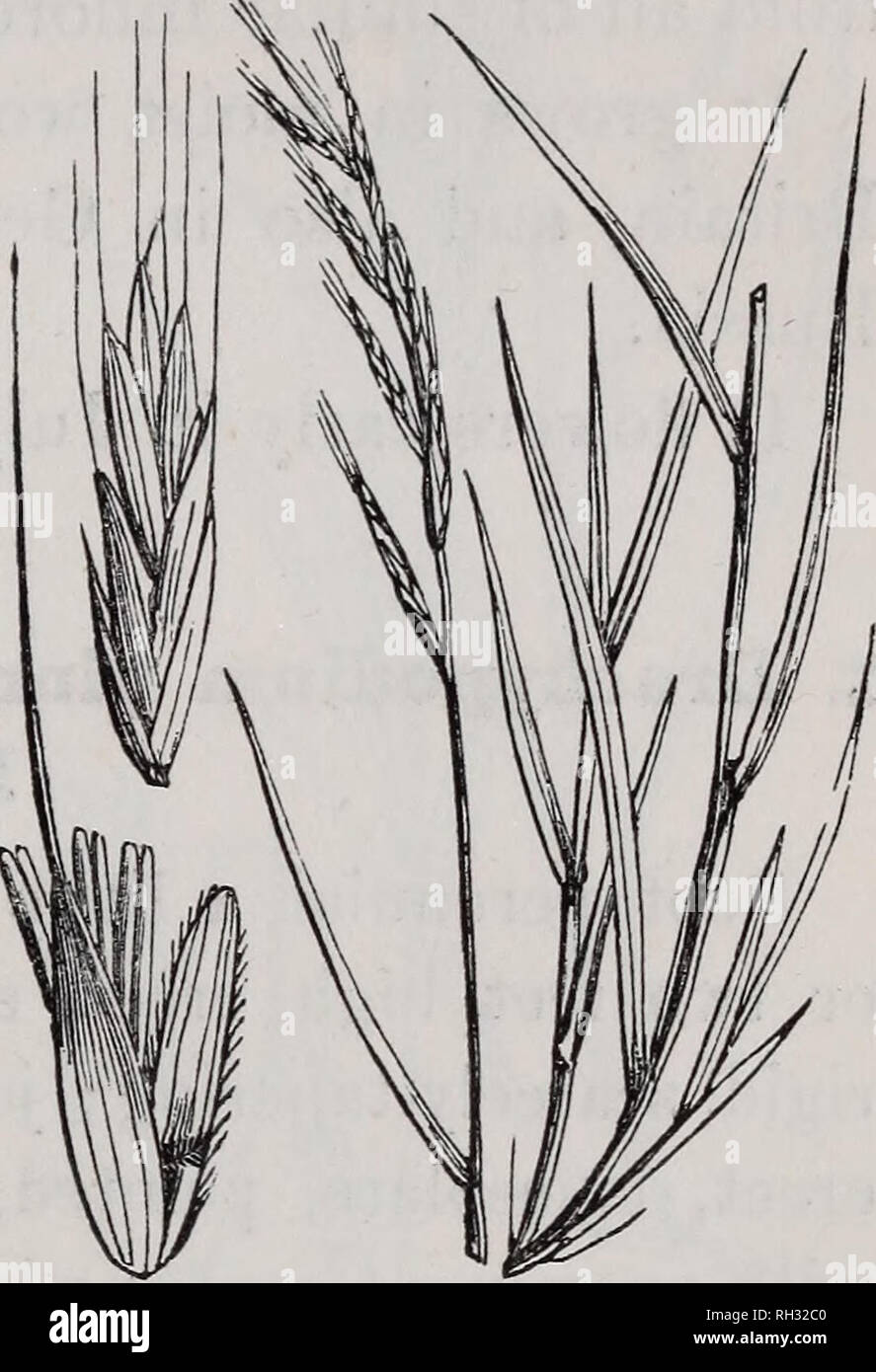 . British grasses : an introduction to the study of the Gramineae of Great Britain and Ireland. Grasses. BRACHTPODIUM. 219 flowering glumes awned from the summit; awn rough, generally much longer than the glume; palea short, obtuse at the summit, and fringed with a few hairs on the edges. The slender False Brome merely consists of stem, leaves, and spike, and so it might have no greater claim to beauty than the Wheat- grasses or the Rye-grass, yet none can refuse it a title to the term graceful. Its taper- ing stem, lax drooping leaves, and bending spike, give it an attractive character, besid Stock Photo