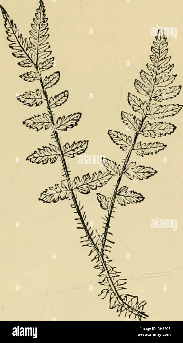 . British ferns and their varieties. Ferns. THE LASTREAS 157. I^jg- ^73- L. ps. in. Schofieldii, house among a number of common ones collected by a gardener ; fronds almost tubular. Schofieldii (Fig. 173).—Found near Buxton by Mr. J. Schofield ; a very dwarf ramose form, not in itself very attractive, but it has produced a very beautiful dwarf grandiceps ramulosissima. Stablerii.—Like L. propinqua Pinderii, but larger. SuB-CRiSTATA Dadds.—Tassels very small, but fronds peculiarly broad and handsome (see Appendix No. XX). Lastrea Montana (Oreopteris) (The Mountain Buckler Fern—The Lemon-scented Stock Photo