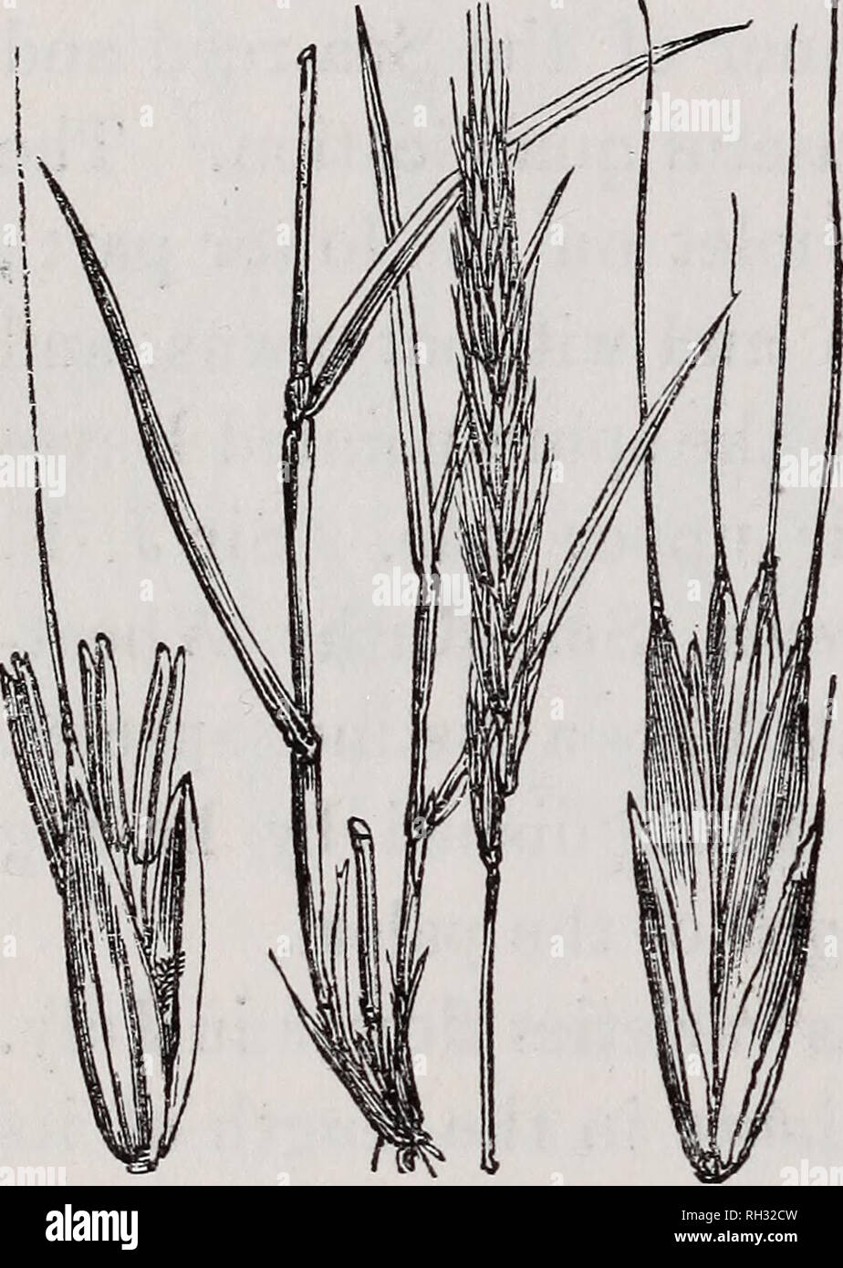 . British grasses : an introduction to the study of the Gramineae of Great Britain and Ireland. Grasses. 210 BRITISH GRASSES. drooping when ripe ; spikelets oval, sessile, in two rows, each containing four or five florets ; rachis zigzag; outer glumes roughish, nearly equal, thin, somewhat hairy, awned ; flowering glumes roughish, rather hairy, larger than the outer ones, furnished with a long slender rough awn on its summit; palese the same length, with two green marginal ribs. The Fibrous Wheat-grass is a denizen of bushy places and damp shady situations; it will live in open ground, but it  Stock Photo