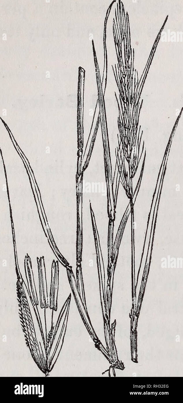 . British grasses : an introduction to the study of the Gramineae of Great Britain and Ireland. Grasses. 202 BRITISH GRASSES.. most grasses have a claim to beauty, the shortness of the filaments prevents the an- thers being conspicuous, and their pale lemon tint offers no strong contrast to the greenness of the spike. The shorter awns on the middle spikelets distinguishes this species from H. murinum, the mid-spikelet of which is endowed with long awns, and its outer glumes con- spicuously fringed. 2. Hordeum pratense, Huds. Meadow Barley. Eoot perennial, fibrous ; stem upright, cylindrical, s Stock Photo