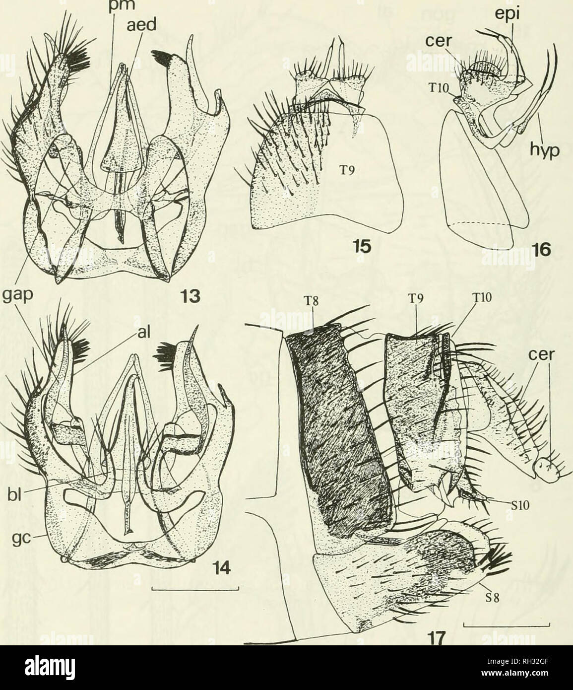 . British journal of entomology and natural history. Natural history; Entomology. BR. J. ENT. NAT. HIST.. 12: 1999. Figs 13-17. Grzegorzekia coUaris (Meigen): 13-16, male genitalia: 13, dorsal view of gonocoxites, aedeagus and parameres; 14, ventral view of gonocoxites, aedeagus and parameres; 15, dorsal view of tergites 9-10 and cerci; 16, lateral view of cerci and proctiger. 17, ovipositor, lateral view. Abbreviations: as Figs 4-6 and hyp = hypoproct, S = sternite. Scale line 0.25 mm. Creagdhubhia mallochorum sp. n. (Figs 2, 4-10) Male. Head dark grey with pale setae. Antenna as long as the  Stock Photo