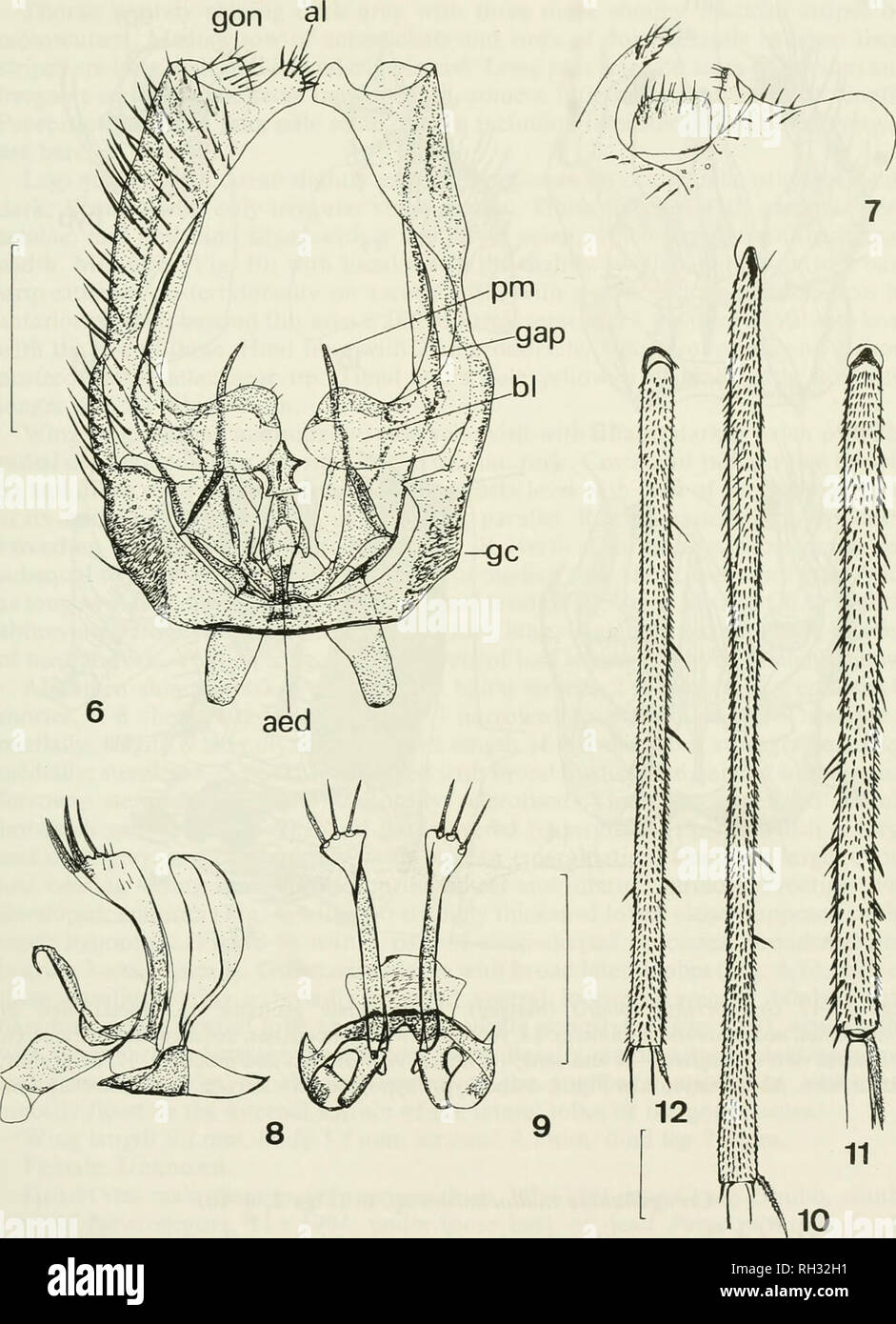 . British journal of entomology and natural history. Natural history; Entomology. BR. J. ENT. NAT. HIST.. 12: 1999. Figs 6-12. 6-9, male genitalia of Creagdhubhia mallochorum sp. n.: 6, ventral view of gonocoxites, aedeagus and parameres; 7, ventrolateral view of gonostylus; 8, lateral view of hypoproct; 9, ventral view of hypoproct. Scale line 0.25 mm. Abbreviations: aed = aedeagus, al = apical lobe of gonocoxite, bl = basal lobe of gonocoxite, gap = gonocoxal apodeme, gc = gonocoxites. gon = gonostylus, pm = paramere. 10-12, male mid tibia, dorsal view: 10, Creagdhubhia mallochorum sp. n.; 1 Stock Photo