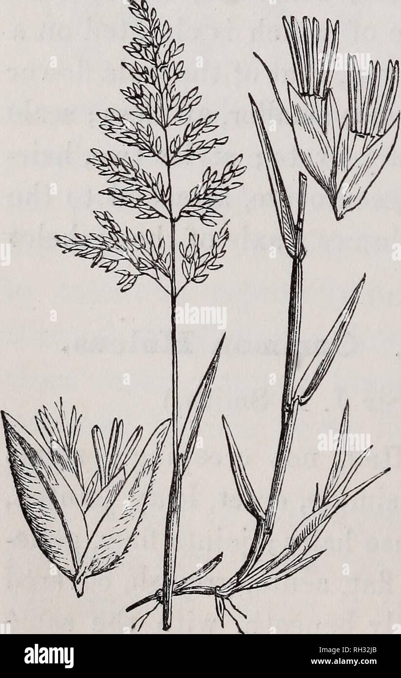 . British grasses : an introduction to the study of the Gramineae of Great Britain and Ireland. Grasses. 186 BRITISH GRASSES. placed in pairs of unequal length ; branchlets very slender, hairy; spikelets pedulous, two-flowered; outer glumes nearly equal, the innermost broadest, both hairy, membra- naceous, the upper one awned slightly ; the second floret on a short stalk ; flowering glumes oval, shorter than the outer ones, faintly five-ribbed, blunt at the summit, hairy at the base ; palea about equal in length to the flowering glume, membranaceous, obtuse, hairy at the edges ; stalk of upper Stock Photo