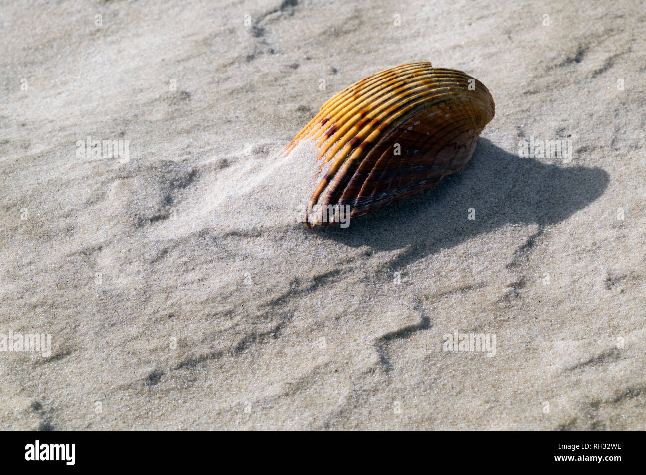 Seashells on the beach near Fort Morgan, Alabama. Close up shows patterns in the sand caused by wind and water erosion. Stock Photo