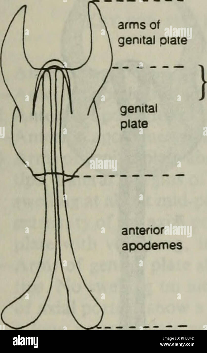 . British journal of entomology and natural history. Natural history; Entomology. Fig. 1. Lateral view of abdomen of a female Panorpa species showing the position of the female genital opening between the ninth tergite and sternite. ventral extremity of axial portion margin of the abdomen working from segment 9 (see Figure 1) forwards to segment 7 or by gently tearing the tergites and sternites apart with two pairs of fine forceps. Do not detach the plate unless it is proposed to make a microscope slide. After examination the entire abdomen with genital plate still attached should stand for 30 Stock Photo
