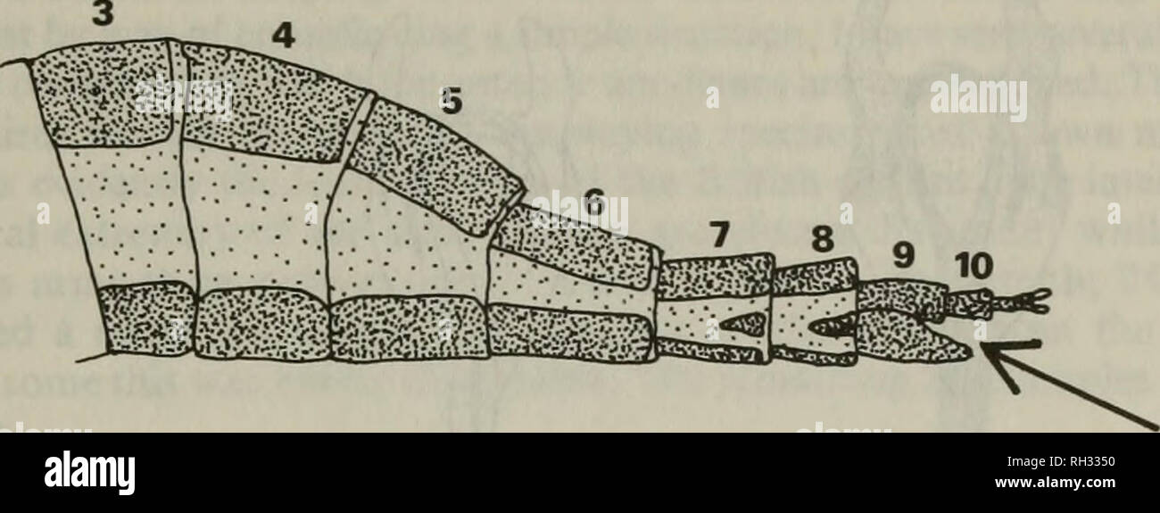. British journal of entomology and natural history. Natural history; Entomology. BR. J. ENT. NAT. HIST., 4: 1991 159. Fig. 1. Lateral view of abdomen of a female Panorpa species showing the position of the female genital opening between the ninth tergite and sternite. ventral extremity of axial portion margin of the abdomen working from segment 9 (see Figure 1) forwards to segment 7 or by gently tearing the tergites and sternites apart with two pairs of fine forceps. Do not detach the plate unless it is proposed to make a microscope slide. After examination the entire abdomen with genital pla Stock Photo