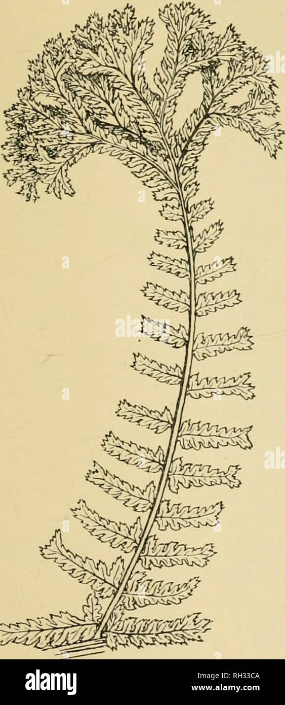 . British ferns and their varieties. Ferns. ATHYRIUM FILIX-FOEMINA 99 very small, serrate pinnulets, the pinn?e being thus narrowed, but not shortened ; frond of normal outline ; so named from a re- semblance of the pinnae to a Doodia frond.. Fig. 72. A.f.f. £hvor^/iIi (pinn^).. Please note that these images are extracted from scanned page images that may have been digitally enhanced for readability - coloration and appearance of these illustrations may not perfectly resemble the original work.. Druery, Chas. T. (Charles Thomas), 1843-1917. London : G. Routledge and Sons, Limted ; New York : E Stock Photo