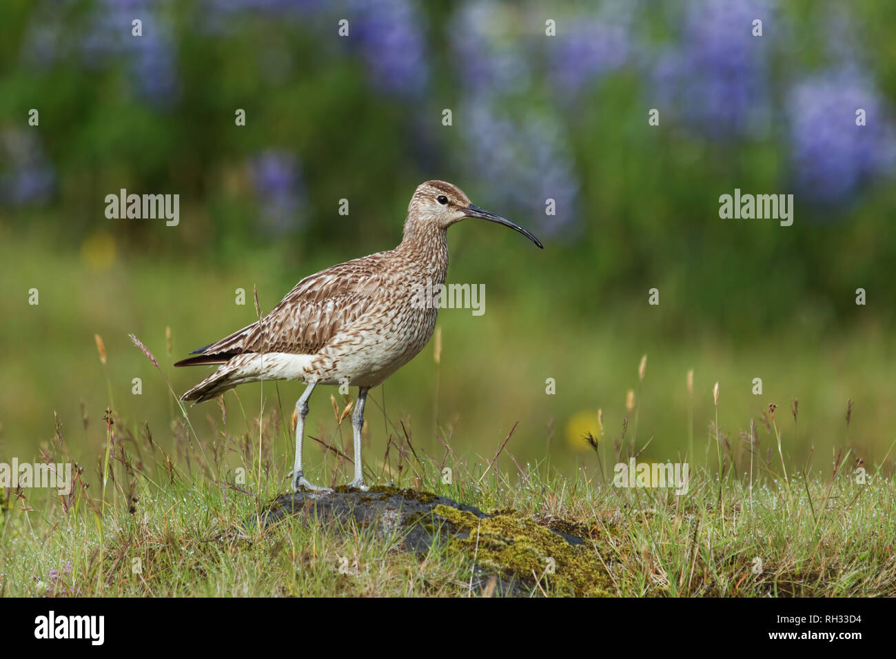 Whimbrel standing on a rock with blurred with blurred violet flowers in Iceland. Stock Photo