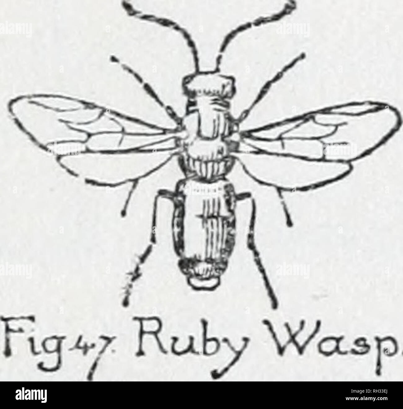 . British insects (general). Illustrated by Doris Meyer. Insects -- Great Britain. RUBY WASP &amp; GIANT-TAILED SAW-FLY yield Drones, but the Queen's eggs, when allowed to be fertilised by her, produce Workers, or Queens, and unfertilised eggs produce Drones. If food is scarce, owing to a wet, or cold, season, or other causes, the Drones are put to death, but in any case the latter are either driven from home after Mid-Summer, or the Workers nip off their wings. There may be a popula- tion of as many as 40,000 to 50,000 inhabitants in a thriving hive at the height of its prosperity. We now com Stock Photo