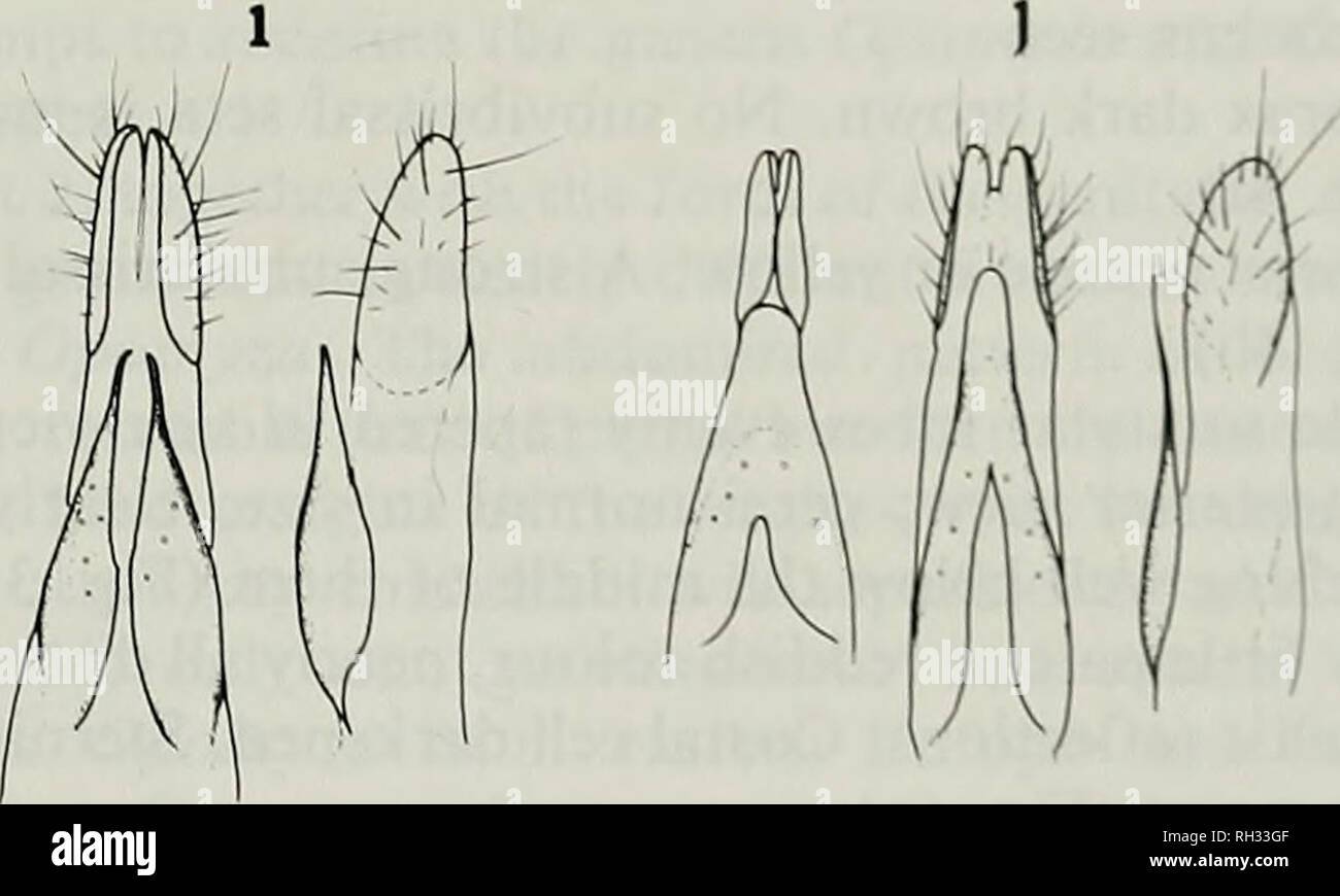 . British journal of entomology and natural history. Natural history; Entomology. 0.5mm Fig. 5. Ovipositor of some Opomyza and Geomyza species, ventral and lateral views, a: O. florwn; b: O. germinationis; c: O. petrei; d: O. lineatopunctata; e: G. subnigra; f: G. breviseta; g: G. balachowskyi (?); h: G. venusta; i: G. majuscula; j: G. tripunctata, showing two variations in ventral view. lower posterior margin in lateral view; cerci short, extending to about two thirds of the depth of the lobes (Fig. 4c). Sternite 8 of female terminalia divided medially (Fig. 5i) G. majuscula Loew 9 One pre- a Stock Photo