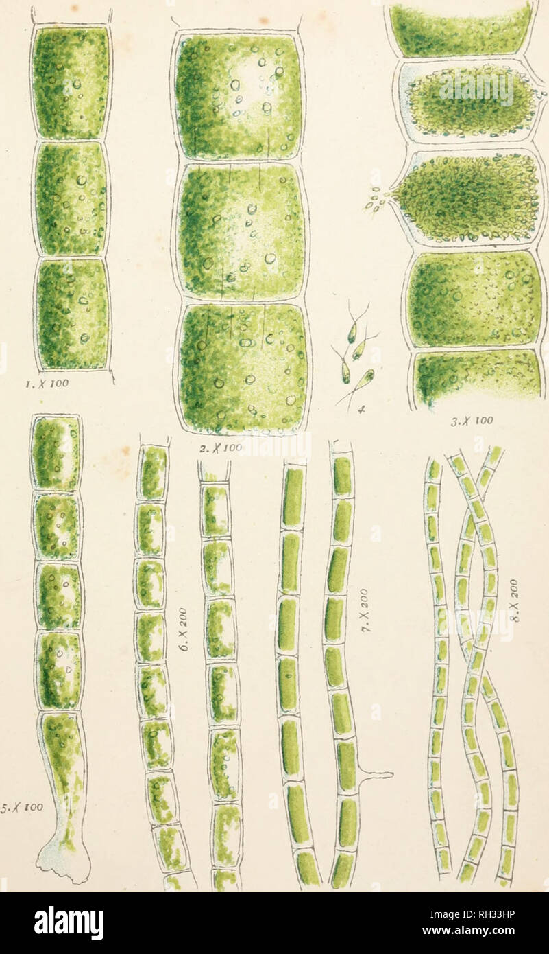. British fresh-water algae, exclusive of Desmidieae and Diatomaceae. Algae -- Great Britain. CONFEftVACE/E PL. 54.. 1. Chcetomorpka Utorea. Harv. S.-A. Chaet^rriorpha linum. K. S. Chceiomorpha sutoria. gerk. 6. ChcBto^norpha impLaza. (Xtillw. 7. Jfhizoclonium Casparyi. Harv. ' 8 F[hizoolonium fLavicans. Jurg.. Please note that these images are extracted from scanned page images that may have been digitally enhanced for readability - coloration and appearance of these illustrations may not perfectly resemble the original work.. Cooke, M. C. (Mordecai Cubitt), b. 1825. London, New York, William Stock Photo