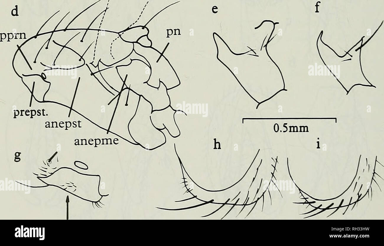 . British journal of entomology and natural history. Natural history; Entomology. Fig. 4. (a-c) Male genitalia of Geomyza species, a: G. tripunctata; b: G. venusta; c: G. majuscula. d: Thorax of Geomyza showing location of proepisternum (prepst), anepimeron (anepme), postnotum (pn), anepisternum (anepst), postpronotal lobe (pprn). e: Anepimeron of G. majuscula. f: Anepimeron of G. tripunctata. g: Proepisternum of Opomyza petrel, h: Lower part of head of G. apicalis showing subvibrissal setae; i: the same for G. subnigra.. Please note that these images are extracted from scanned page images tha Stock Photo
