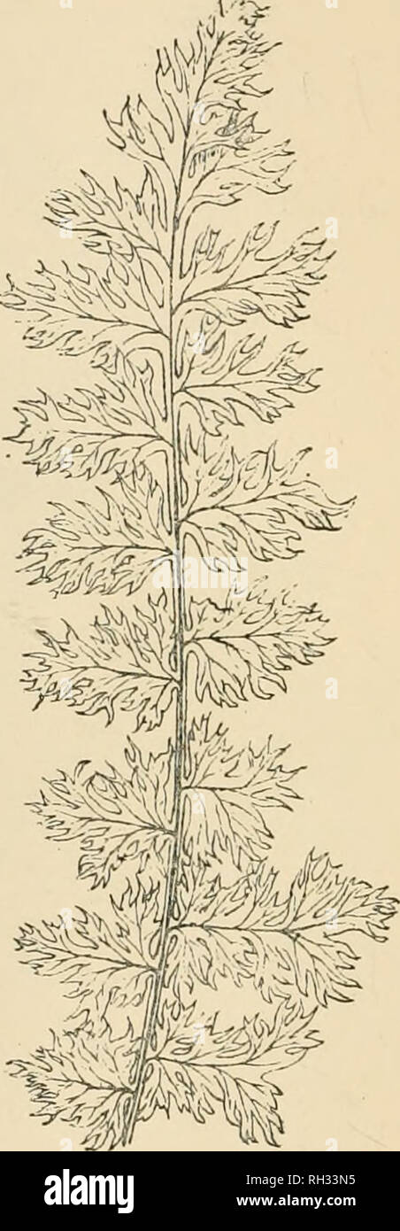 . British ferns and their varieties. Ferns. 86 BRITISH FERNS Apu^forme (Fig. 50).—Found in Yorkshire by Mr. J. Horsfall fronds prettily crested, and with fish-hke outHne. :-i^ Fig. 50. A.f.f. apiticforine (pinna).. Fig. 51. A.f.f. Barnesii. Barnesii (Fig. 51).—Found by Mr. Barnes, fronds eight inches by one ; short, wide, and mucli-incised pinnae. Blak^.—A very beautifully crested plumose form, raised by Mr. Parsons, the nearest approach to the superbiim section, but surface lucent. Canaliculatum.—Raised by Stansfield ; heavy grandiceps type. Caput Medusa.—Raised by Mapplebeck ; dense, rounde Stock Photo