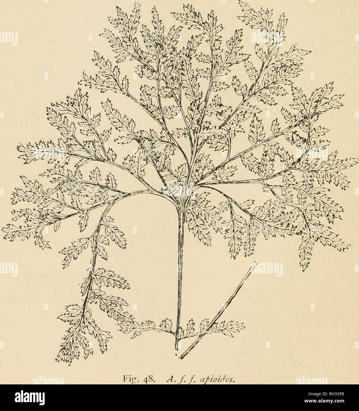 . British ferns and their varieties. Ferns. 84 BRITISH FERNS but under ...