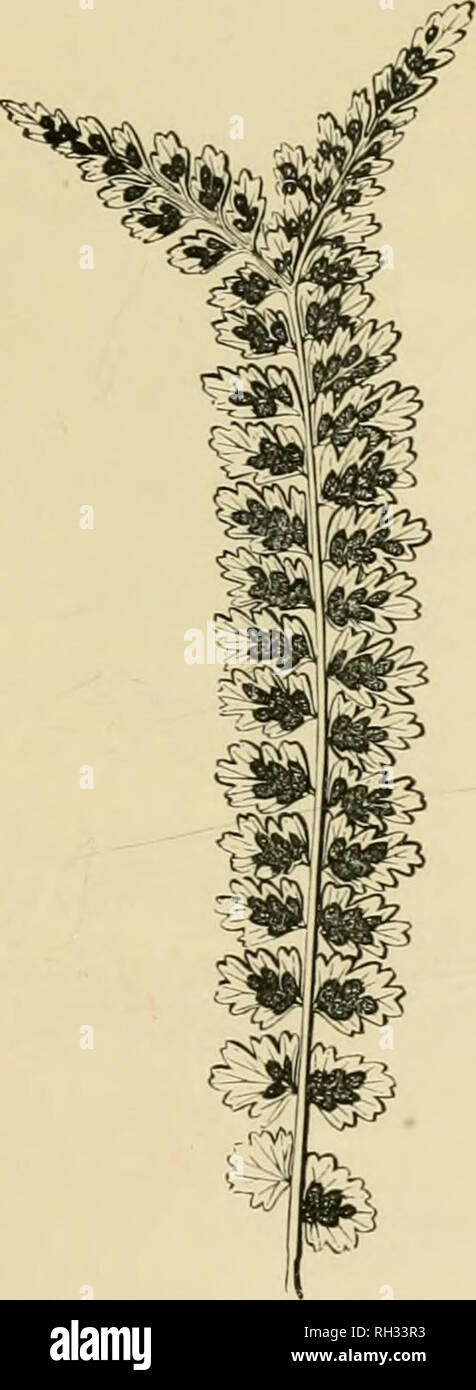 . British ferns and their varieties. Ferns. THE ASPLENIA 8i. Ki-. 46. Asp. 'â ii/e. ASPLENIUM ViRIDE (ThE GrEEN SpLEENWORT) (Plate VII) This Fern (Fig. 46) is very similar in make to Asp. tricJiomanes, but has bright green stalks and midribs instead of black ones, and the pinnae are not jointed at the junction with the midrib. It is not usually found associated with Asp. trichomanes, but grows in rock crevices, in moist mountain districts, often at high elevations, even associating with the Holly Fern [Polyslichum lonchitis), but is not, like that Fern, confined to high levels, since we have f Stock Photo