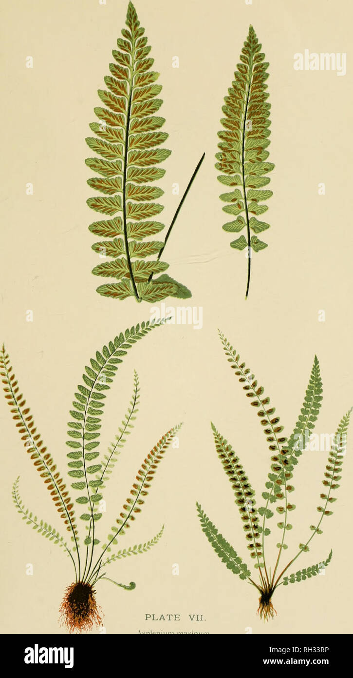 . British ferns and their varieties. Ferns. PLATE VII. A'^pleniiini marinum Asplenium trichomanes Asplenium viride. Please note that these images are extracted from scanned page images that may have been digitally enhanced for readability - coloration and appearance of these illustrations may not perfectly resemble the original work.. Druery, Chas. T. (Charles Thomas), 1843-1917. London : G. Routledge and Sons, Limted ; New York : E. P. Dutton and Co. Stock Photo