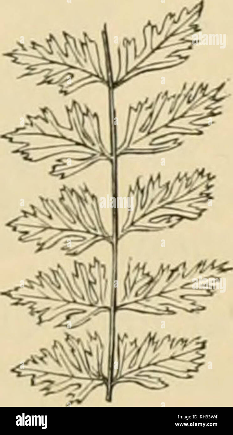 . British ferns and their varieties. Ferns. Fig. 40 Fig. 41. Fig. 42 As/&gt;. trich. Harrovii. Asp. trich. hnisutn. AsJ'. Iricli. iiicisuiit ClapliaDiii. Incisum triangulare, Lowe.—Found in 1863 ; is a good form on slenderer lines. Inciso - CRISPATUM Clementii. — Undoubtedly the finest in- cisum yet discovered. It was found in the wall of a mason's yard in Lancashire. The pinnae are beautifully cut, and deeply overlap, forming a unique variety ; in Mr. H. Bolton's possession at Warton, near Carnforth.. Fig. 43. Asp. trich. incisum laciiiiatum (centre of frond). Incisum laciniatum, Stansfield ( Stock Photo