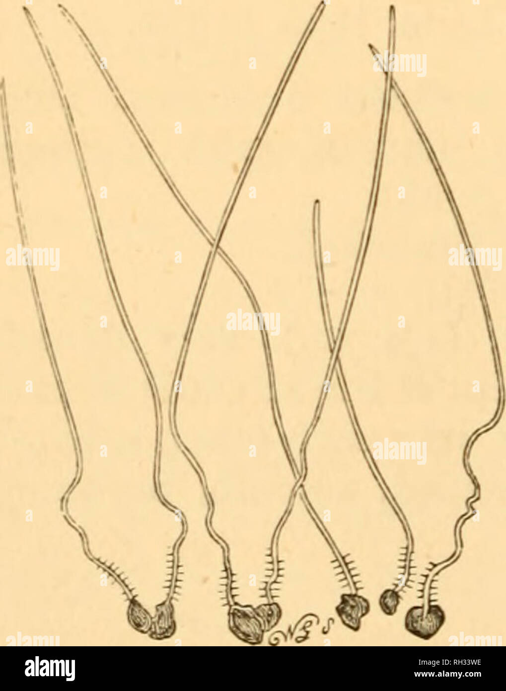 Fastigiate Shape Fastigiate branches hi-res stock photography and images - Alamy