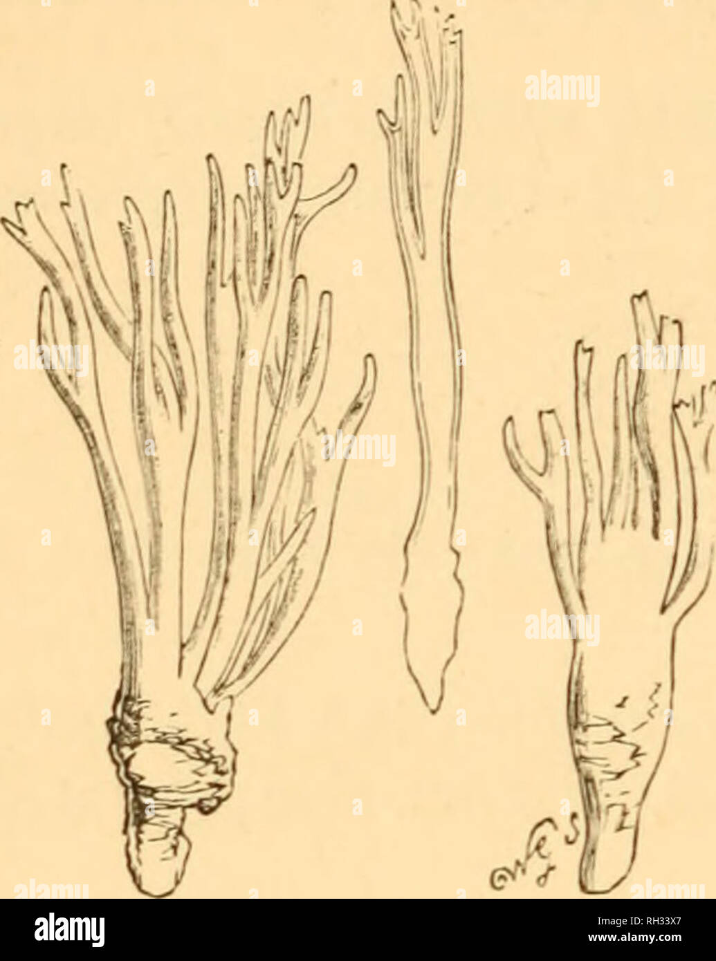 . British fungi (Hymenomycetes). Fungi -- Great Britain. 302 CLAVARIEI. Calocera. * Branched. 1. C. viscosa Fr.—Golden-egg-yellow, 2.5 cent. (1 in.) and more high, branched, tough, rooted, even, linear. Branches round or com- pressed, tense and straight, repeatedly dichotomous. The long root paler. On stumps, chiefly pine. Very common. July-Dec. Spores white. Fr.; hyaline, ellipsoid ob- long, mostly slightly curved, 8-10x4 mk. K. Name—viscus, bird-lime. Viscous. Fr. Hvm. Eitr. p. 680. Syst. Myc. i. p. 486. Berk. Out. p. 284. C. Hbk. n. 993. S. Mycol. Scot. n. 950. Bonord. f. 257.— Pers. Comm.  Stock Photo