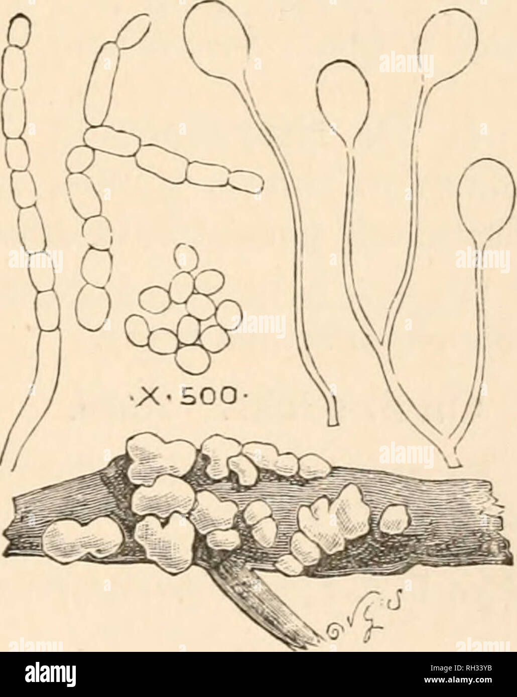. British fungi (hymenomycetes). Basidiomycetes; Fungi -- Great Britain. C. Guepinia helvelloides. One- half natural size. , a fungus). Dacrymyces. GENUS LXIII. — Dacrymyces (SOK/W, a tear; Nees Syst. p. 89. Gelatinous, homogeneous, pervaded internally with septate fibres; conidia linked together like a necklace ; sporophores clavate at the end of the filaments, bifurcate when mature ; spores septate. Tul. Ann. Sc. Nat. 1853, /. n. f. 19. /. 1 2. Fr. Hym. Eur. p. 697. * Red. ** Yellowish. *** Pa Hid o r fusco us. * Red. 1. D. macrosporus B. £ Br. — Rose-colour, gelatinous, tubcrculated. Formin Stock Photo