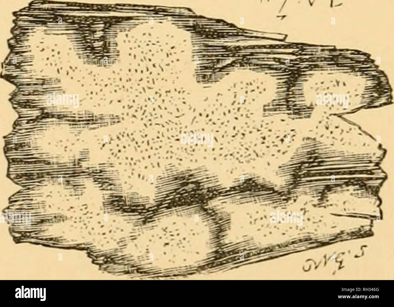 . British fungi (Hymenomycetes). Fungi -- Great Britain. ODONTIA. 257 Hym. Eur. p. 627. Syst. Myc. i. p. 421. B. &amp; Br. n. 1299.—Hydnum Odontia. With.—Sow. t. 328. Bull. t. 481./. 2. 2. 0. fimbriata Pers.—Pallid, effused, membranaceous, separat- ing, traversed by root-like ribs, circumference fibrilloso-fringed. Warts minute, in the form of granules, multifid at the apex, rufesceiit. Elegant. The type of the genus. On dead wood. Uncommon. Sept.-Oct. Frequently tinged with lilac. M.J.B. Name—fimbrice, a fringe. From the fringed circumference. Pers. Obs. i. p. 88. Fr. Hym. Eur. p. 627. Berk.  Stock Photo