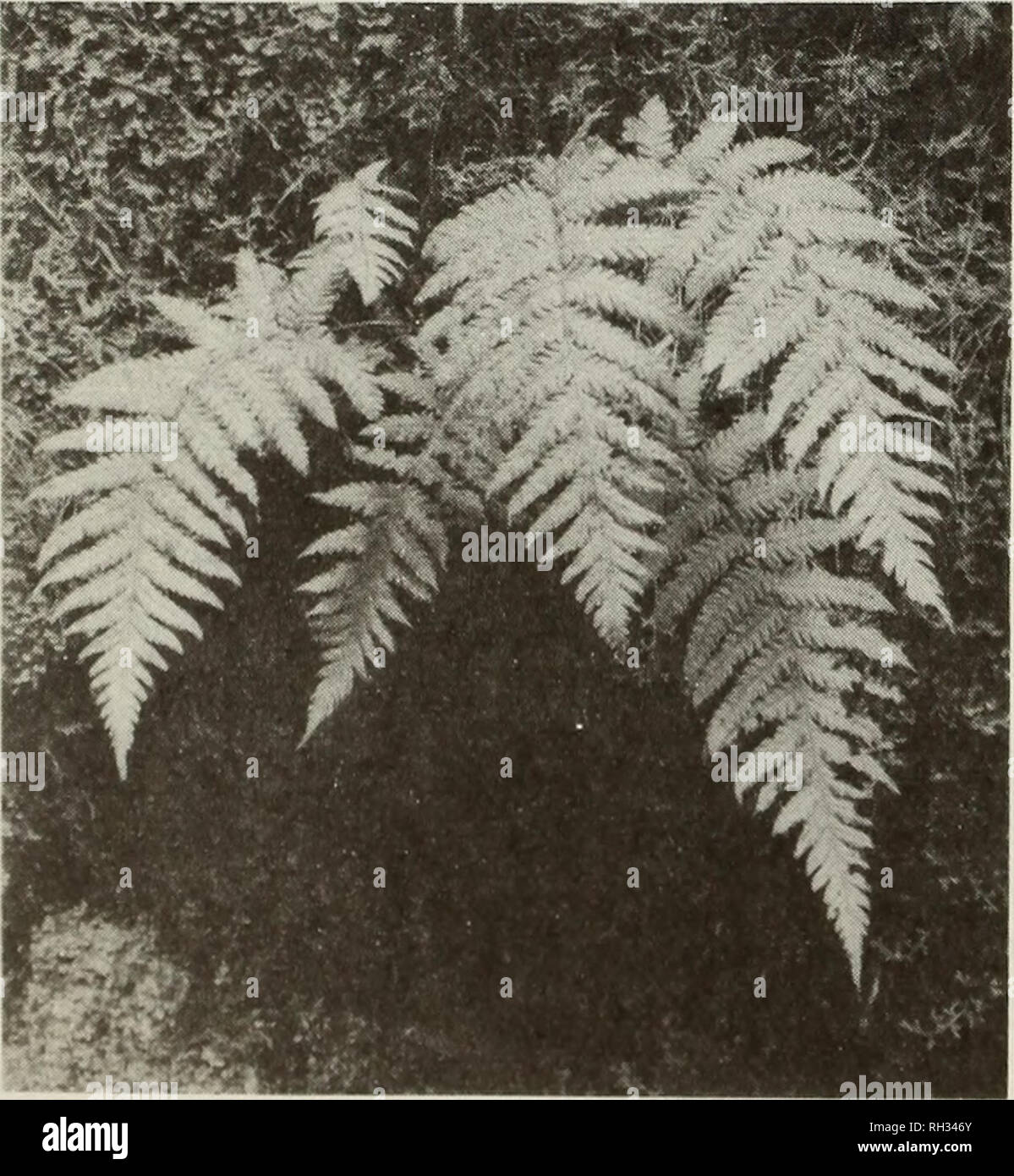 . The British fern gazette. Ferns. 324 BRITISH FERN GAZETTE: VOLUME 10 PART 6 (1973) Hymenophyllum itself contributes to the formation of its own substrate in collecting moist humus between the network of its tough rhizomes and old petioles. On Culcita the filmy fern can live even in southerly-exposed, windy habitats (Pico de Barrosa, 900 m e.g.) being in the shelter of both Culcita and other shrubs, while in open Cryptomeria forests it can survive as a relic and even climb up on these trunks. It is rarely found on rocks. The species was fertile and luxuriantly sporulating in all places where  Stock Photo